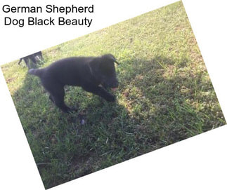 German Shepherd Dog Black Beauty
