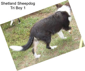 Shetland Sheepdog Tri Boy 1