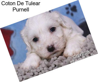 Coton De Tulear Purnell