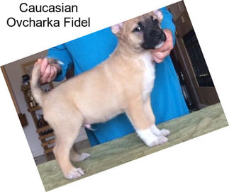 Caucasian Ovcharka Fidel