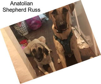 Anatolian Shepherd Russ