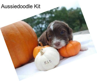 Aussiedoodle Kit