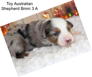 Toy Australian Shepherd Bmm 3 A