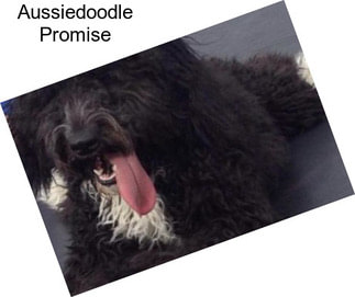 Aussiedoodle Promise