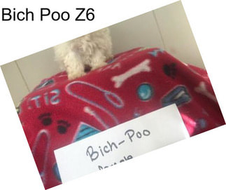 Bich Poo Z6