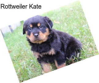 Rottweiler Kate