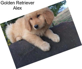 Golden Retriever Alex