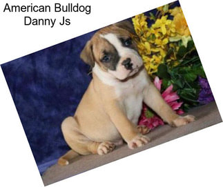 American Bulldog Danny Js