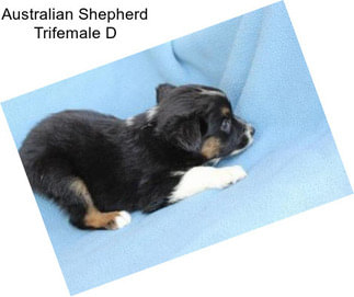 Australian Shepherd Trifemale D