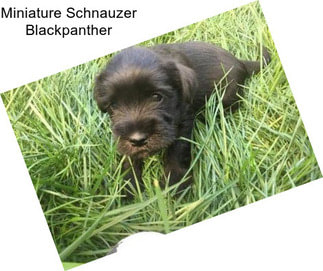 Miniature Schnauzer Blackpanther