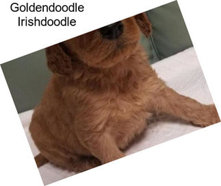 Goldendoodle Irishdoodle