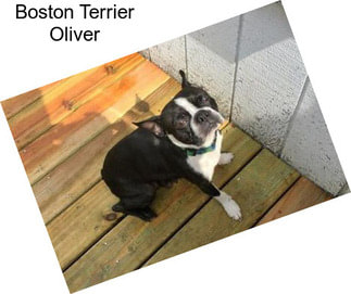 Boston Terrier Oliver