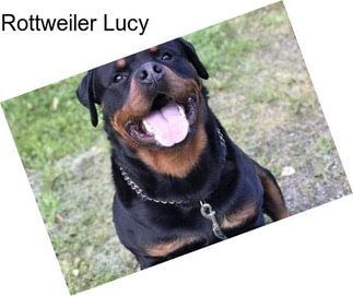 Rottweiler Lucy