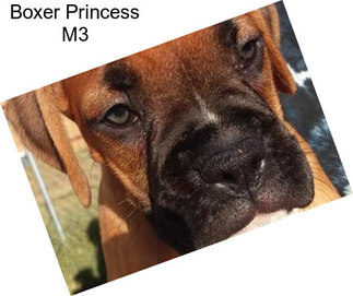 Boxer Princess M3