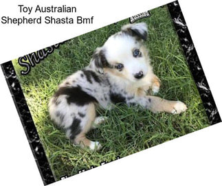 Toy Australian Shepherd Shasta Bmf