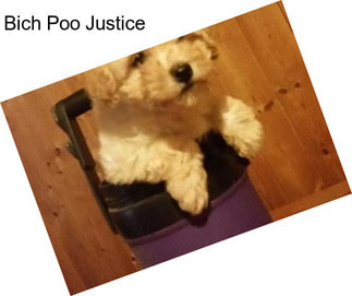 Bich Poo Justice