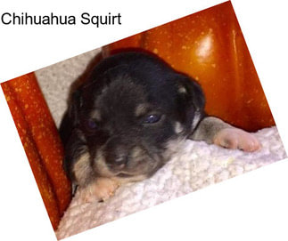 Chihuahua Squirt