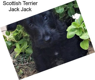 Scottish Terrier Jack Jack