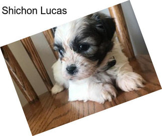 Shichon Lucas