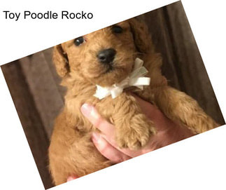 Toy Poodle Rocko