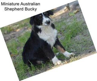 Miniature Australian Shepherd Bucky