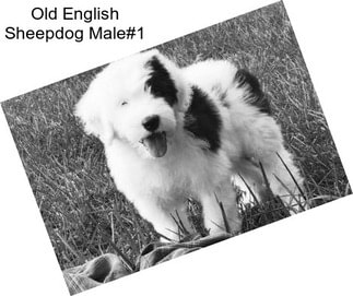 Old English Sheepdog Male#1