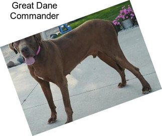 Great Dane Commander