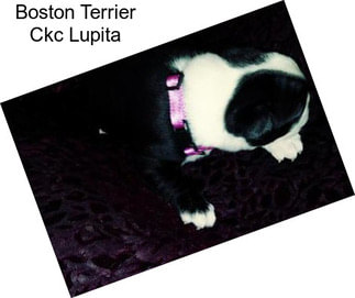 Boston Terrier Ckc Lupita
