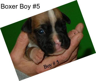 Boxer Boy #5