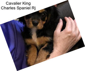 Cavalier King Charles Spaniel Rj