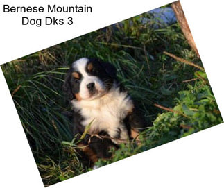 Bernese Mountain Dog Dks 3