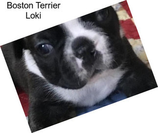 Boston Terrier Loki