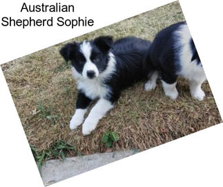 Australian Shepherd Sophie