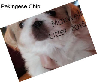 Pekingese Chip