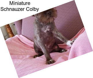 Miniature Schnauzer Colby