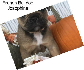 French Bulldog Josophine