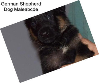 German Shepherd Dog Maleabcde