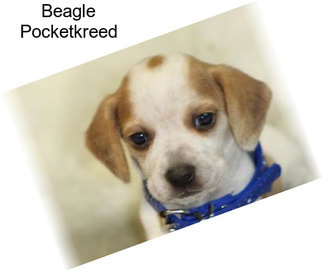 Beagle Pocketkreed