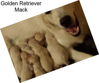 Golden Retriever Mack