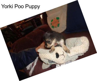 Yorki Poo Puppy