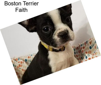 Boston Terrier Faith