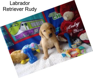 Labrador Retriever Rudy