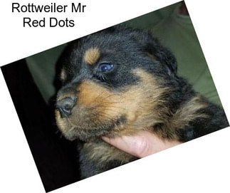 Rottweiler Mr Red Dots