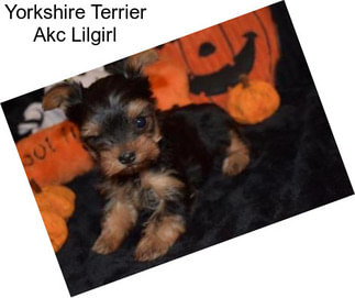 Yorkshire Terrier Akc Lilgirl