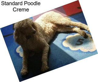 Standard Poodle Creme