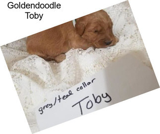 Goldendoodle Toby