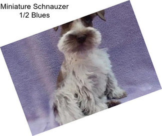 Miniature Schnauzer 1/2 Blues