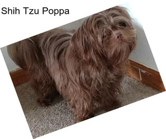 Shih Tzu Poppa