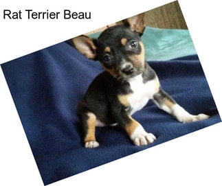 Rat Terrier Beau