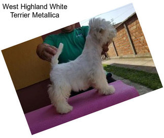 West Highland White Terrier Metallica